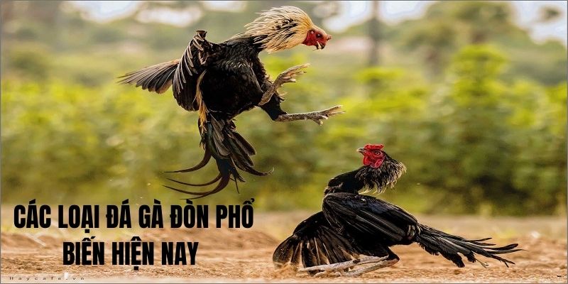 Chọi gà đòn là hình thức giải trí rất được săn đón